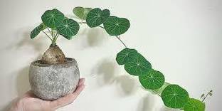 KPL STEPHANIA Stephania Erecta Plant