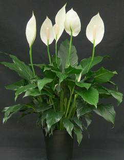EarthAngel Lily Plant Price in India - Buy EarthAngel Lily Plant online ...