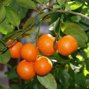chiku Orange Plant