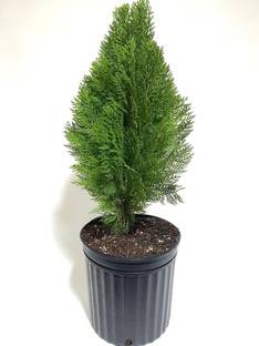 Lemon cypress Thuja Plant
