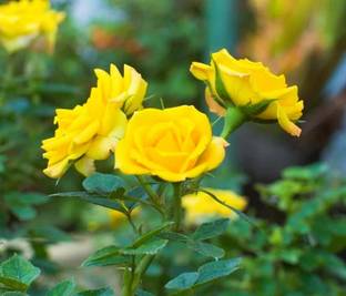 buddingbeauty Rose Plant