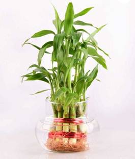 GREENII Two Layer Bamboo Plant