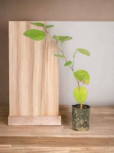 ibains Red Sandalwood Plant