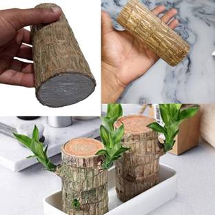 BORIS Best Good Luck Plant||Lucky Brazil Wood Plant|Healthy Indoor Feng Shui Plant Seed