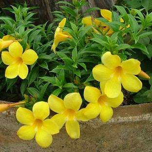 ABEFARIYA Thunberjia Plant