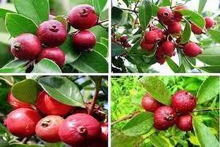 strawberry guava Guava Plant