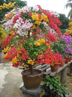 KS TRADERS Baugainvillea Plant