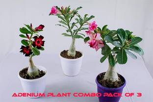 Cloud Farm Adenium Plant