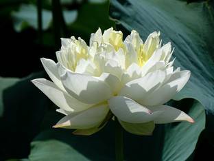G0 GREEN Lotus Plant