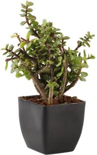 JadeRoll Jade Plant
