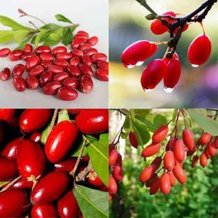 APOSOLUARD Miracle Fruit