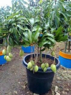 Starlink Mango Plant