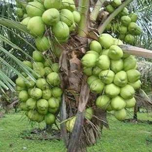 sealok Coconut Plant