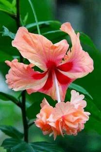 Joba Hibiscus Plant