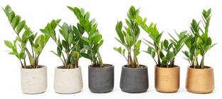 Cloud Farm ZZ Plant