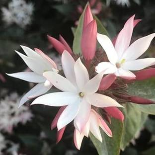 KPBHANDER Jasmine Plant