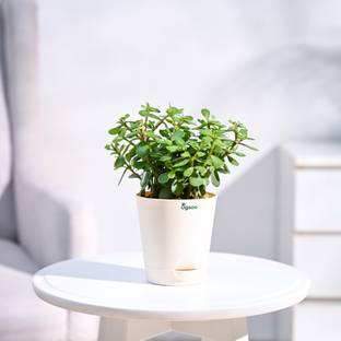 UGAOO Jade Plant