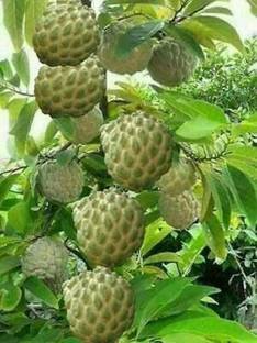 EarthAngel Custard Apple Plant