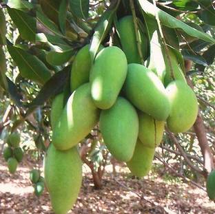 Saeedia plant hub Mango Plant