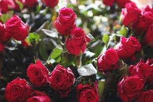 ABEFARIYA Rose Plant