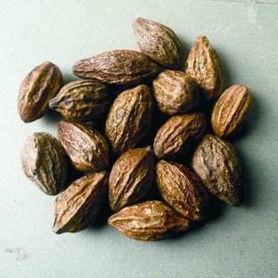 SAYANTIKA NURSERY Myrobalan Plant