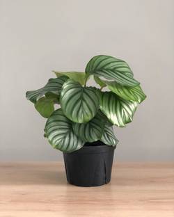 KPL CALATHEA Calathea Orbifolia Plant