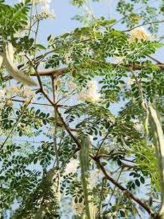 ZOOMGREEN Drumstick Tree Plant