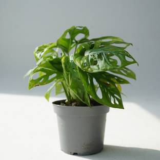 RVG Monstera Deliciosa Plant