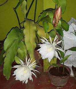 greennursery Brahma Kamal Plant