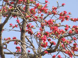 Plantzoin Bombax Ceiba