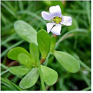Corofitam Bacopa Monnieri