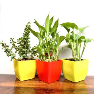 Gabbro Two Layer Bamboo Plant, Jade Plant, Money Plant