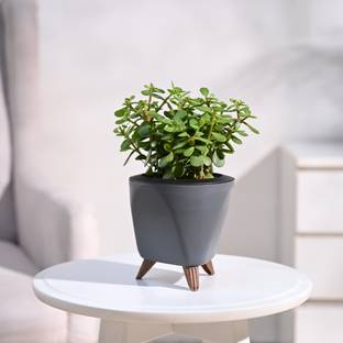 UGAOO Jade Plant