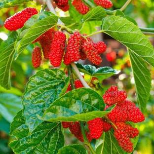 BALUBITA Shahtoot/Mulberry Plant
