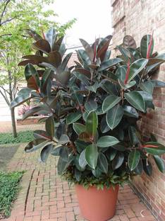 AS Plantation Rubber Tree