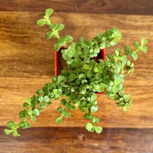 PlantsMart Jade Plant