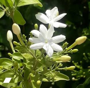 Jui Jasmine Plant