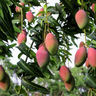 alphonso Mango Plant