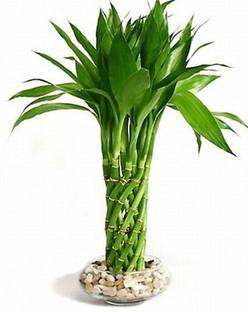 LivePlant Ruby Longan Plant