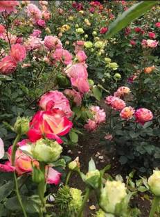 Exotic Plant Hub Climbing Rose Plant