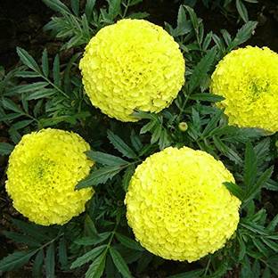 FURYHUB Marigold Plant