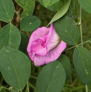 ARYAN EVERGREEN Aparajita/ Butterfly Pea Plant