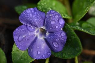 HavenNursery Sadabahar/Periwinkle Plant