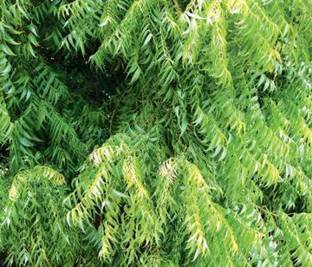 Shiv-Shakti Group Neem Plant
