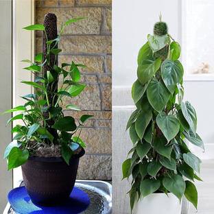 Cloud Farm Money Plant