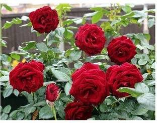 Timbactu Rose Plant