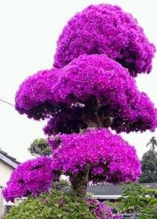 KUMUBON Tabebuia rosea