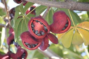 Plant Paradise Almond Plant