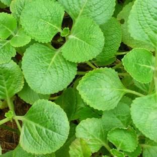 Cloud Farm Mexican Mint Plant