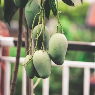 Thai All Time Grafted Mango Plant